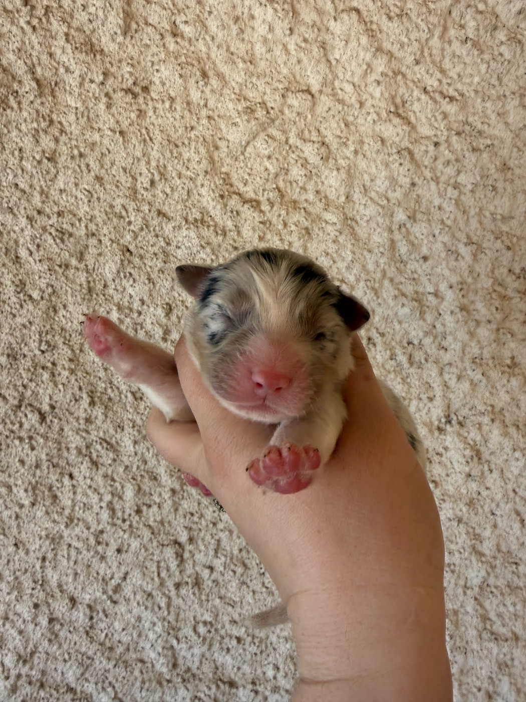 Chiot N°2 - Berger Australien