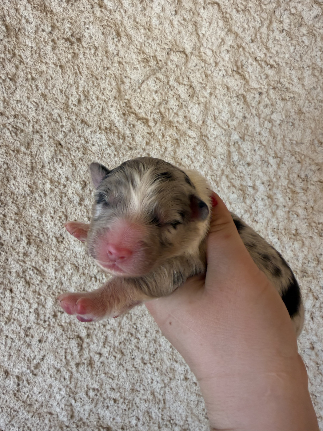 Chiot N°3 - Berger Australien