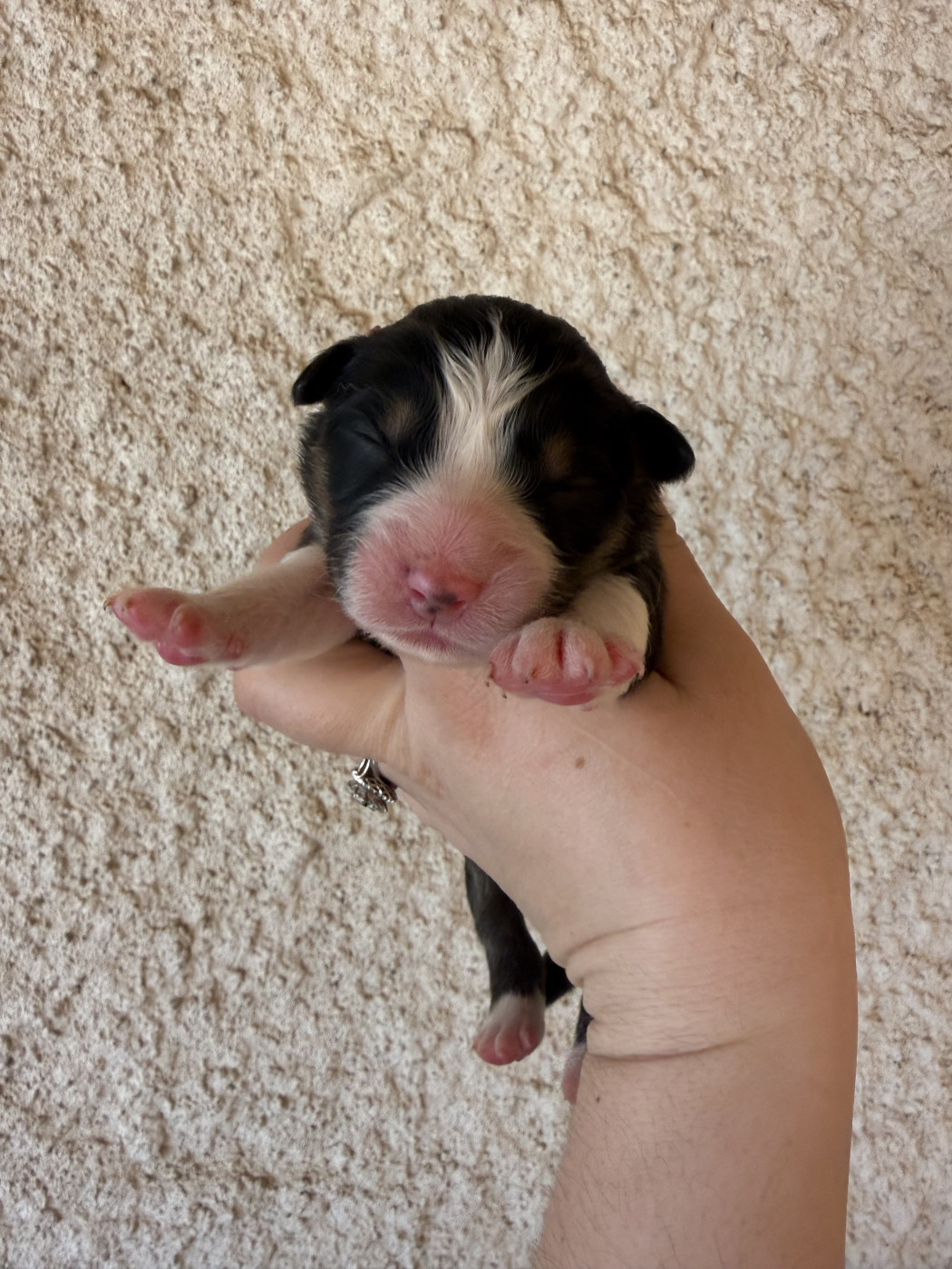 Chiot N°4 - Berger Australien