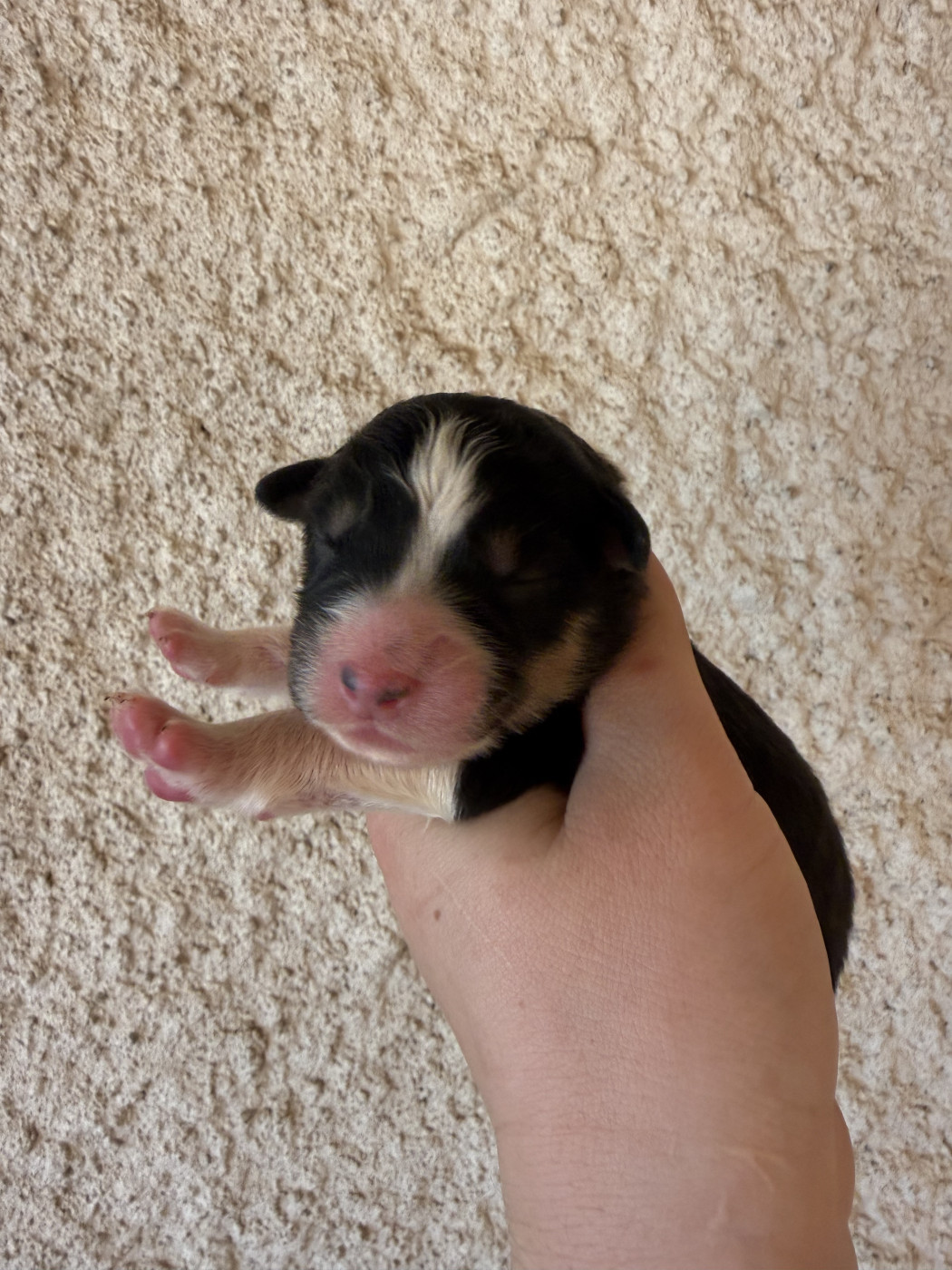 Chiot N°7 - Berger Australien