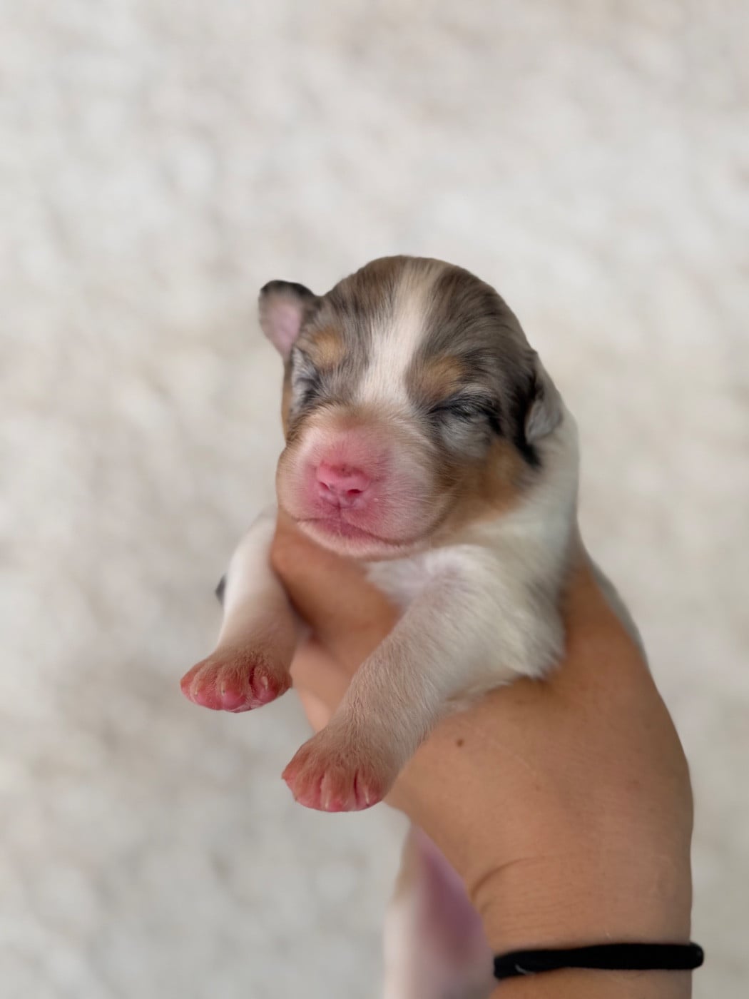 CHIOT 2 - Berger Australien