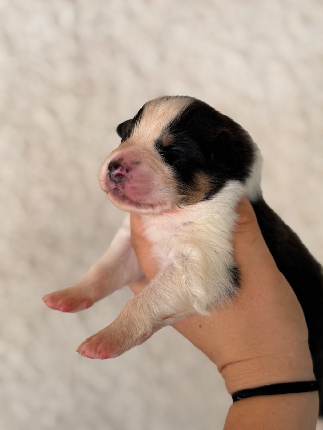 CHIOT 6 - Berger Australien