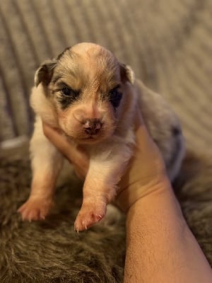 Les chiots de Berger Australien