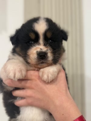 Les chiots de Berger Australien