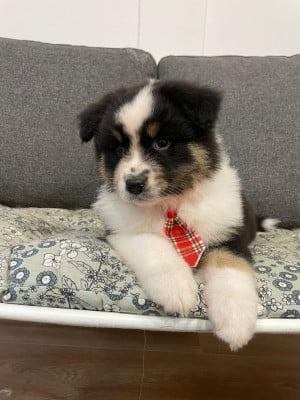 Les chiots de Berger Australien