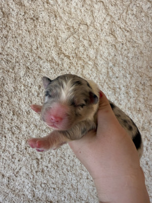 Les chiots de Berger Australien