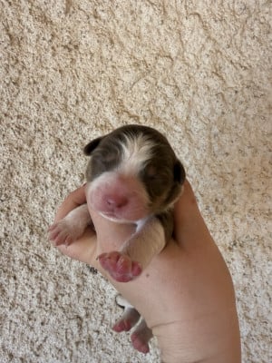 Les chiots de Berger Australien