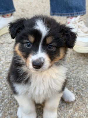 Les chiots de Berger Australien