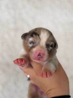 Les chiots de Berger Australien