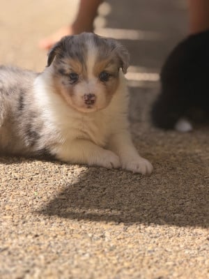 Les chiots de Berger Australien