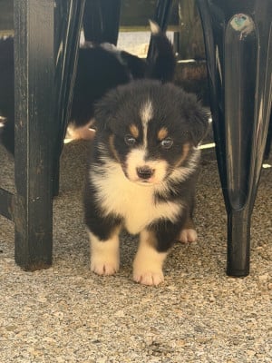 Les chiots de Berger Australien