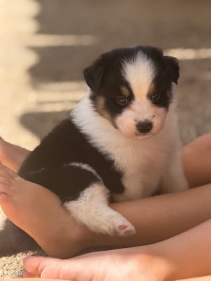 Les chiots de Berger Australien