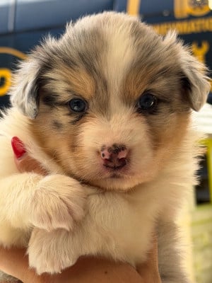 Les chiots de Berger Australien