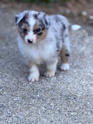 Les chiots de Berger Australien