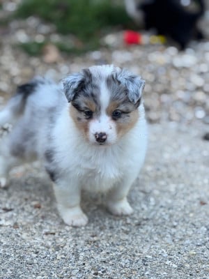Les chiots de Berger Australien