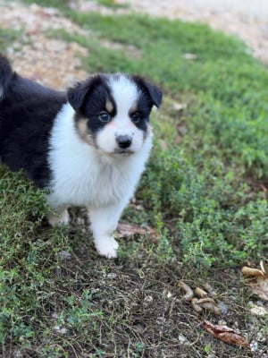Les chiots de Berger Australien