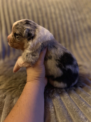 Les chiots de Berger Australien