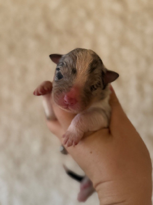 Les chiots de Berger Australien