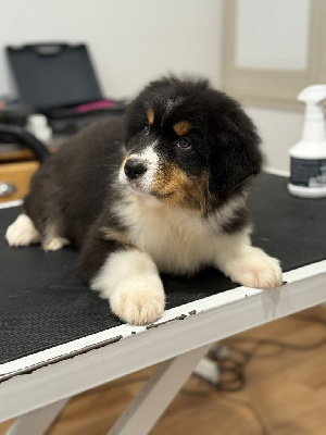 Les chiots de Berger Australien