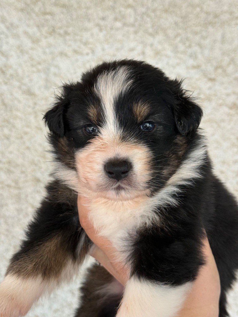 8 des fauminards - Chiot d'apparence Berger australien Cher