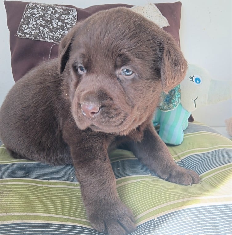 Labrador Retriever - Du prieur de la roche