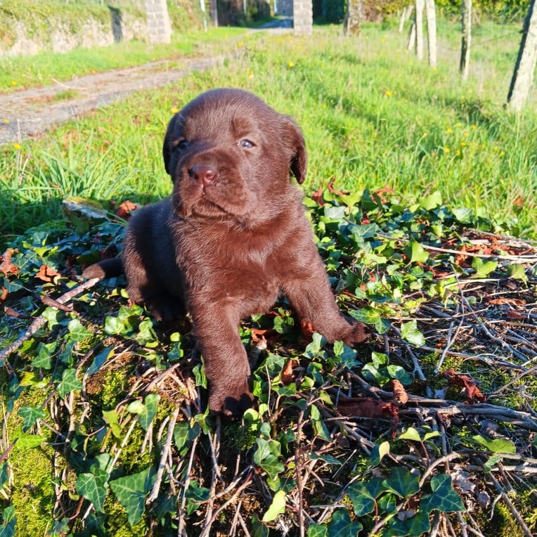 Chiot N°1 - Labrador Retriever