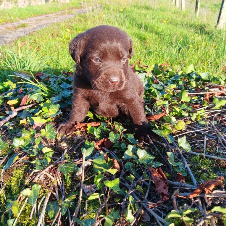 Chiot N°2 - Labrador Retriever