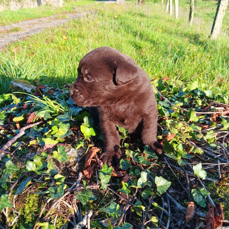 Chiot N°4 - Labrador Retriever