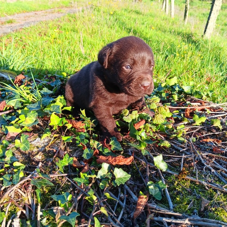 Chiot N°6 - Labrador Retriever