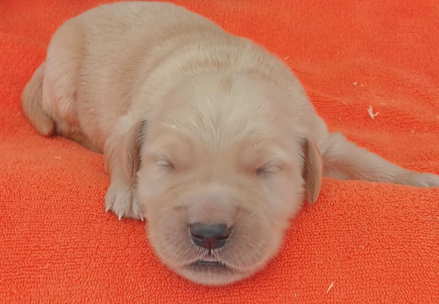 Chiot Golden Retriever