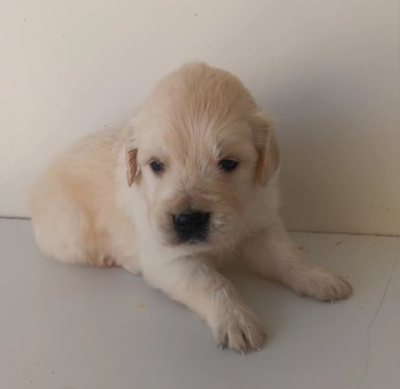 Golden Retriever - Du prieur de la roche