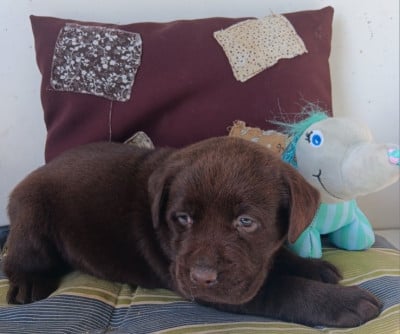 Les chiots de Labrador Retriever