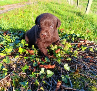 Chiot N°3 - Labrador Retriever