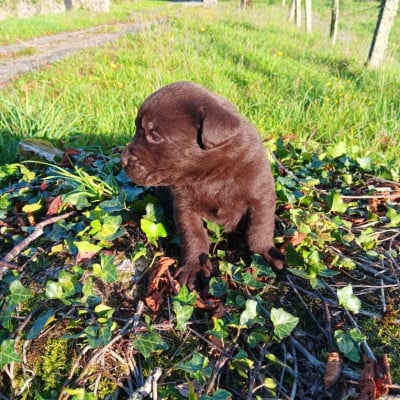 Labrador Retriever
