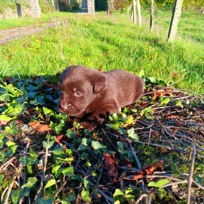 Chiot N°5 - Labrador Retriever