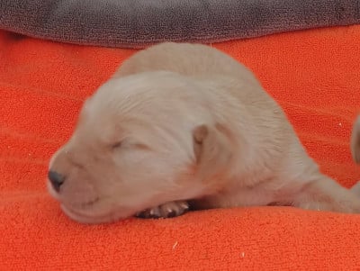 Les chiots de Golden Retriever