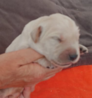 Les chiots de Golden Retriever