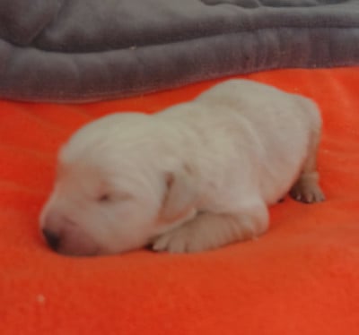 Les chiots de Golden Retriever