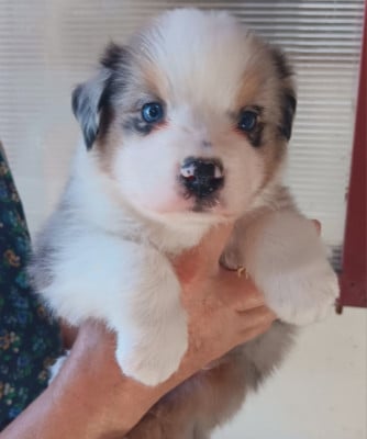 Les chiots de Berger Australien