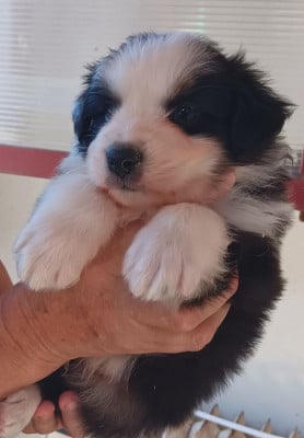 Les chiots de Berger Australien