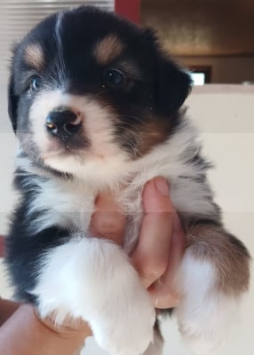 Les chiots de Berger Australien
