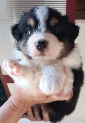 Les chiots de Berger Australien
