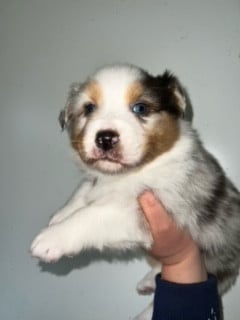 Les chiots de Berger Australien