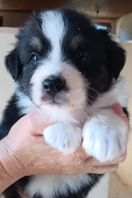 Les chiots de Berger Australien