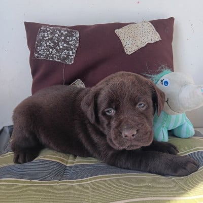 Chiot N°1 - Labrador Retriever