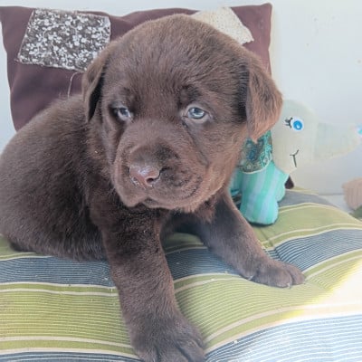 Chiot N°2 - Labrador Retriever