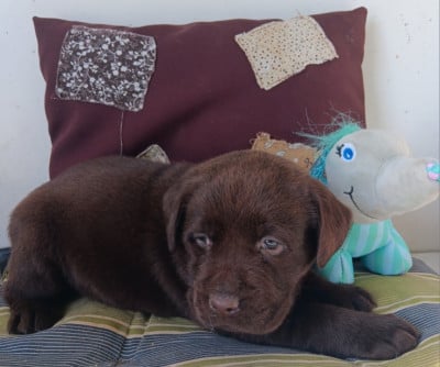 Chiot N°3 - Labrador Retriever