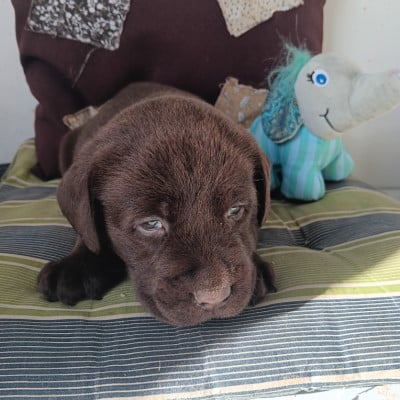 Chiot N°4 - Labrador Retriever