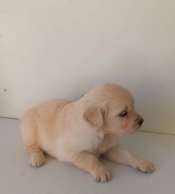 Chiot N°2 - Golden Retriever