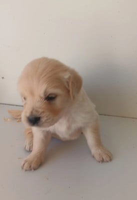Chiot N°3 - Golden Retriever